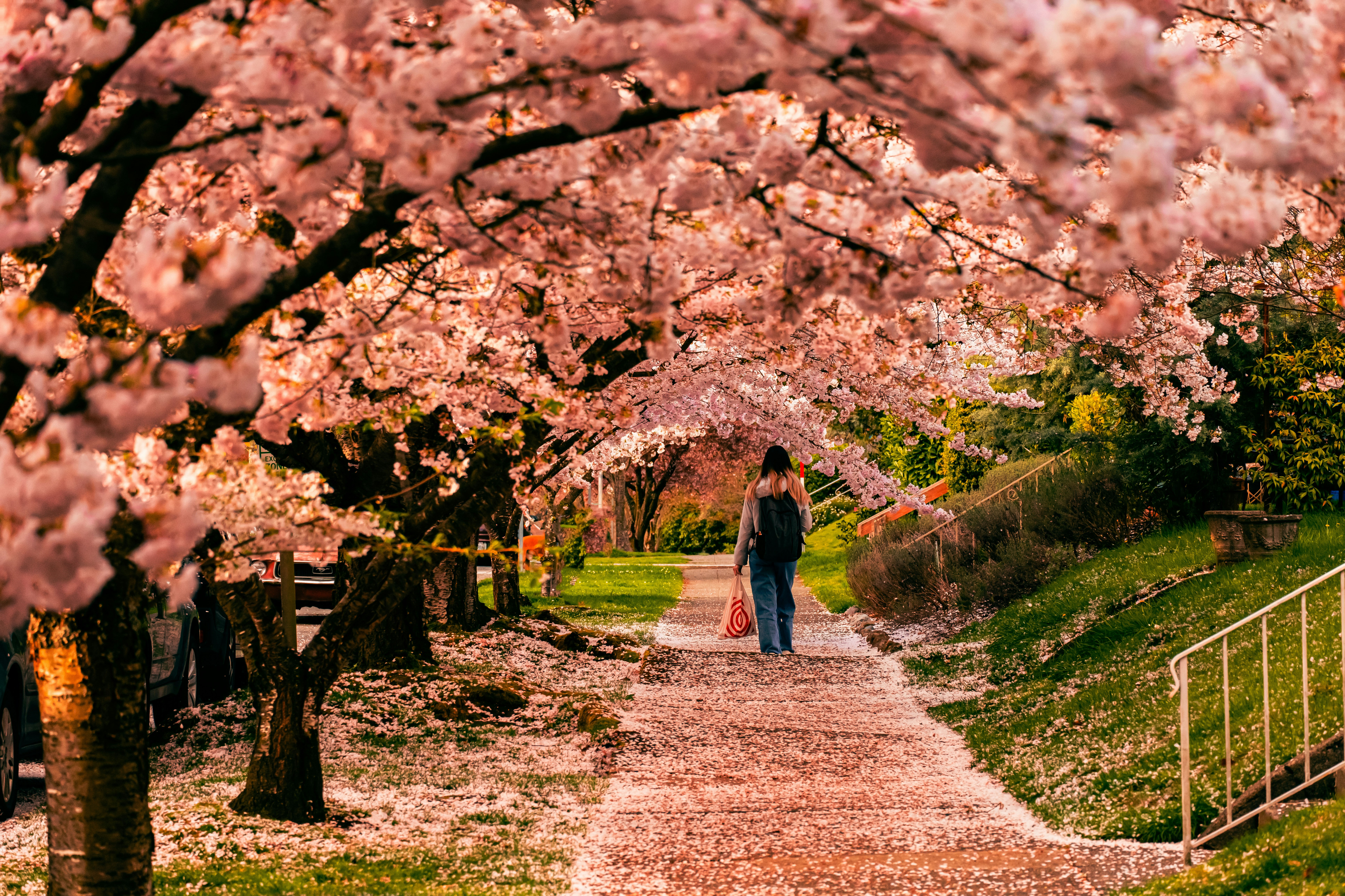 Sakura: A delicada beleza das cerejeiras