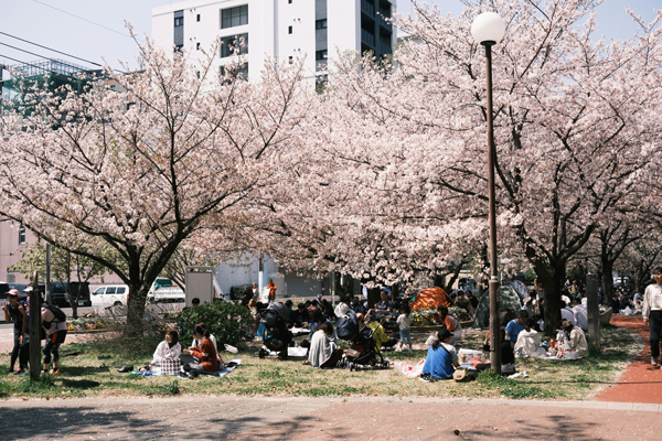 Grupos de pessoas sentados sob sakuras no Japão, contemplano no Hanami.