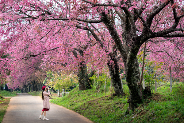 Menina tirando foto da árvore sakura no Japão.