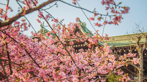 Construção tradicional japonesa vista atrás de galhos de sakura no Japão.