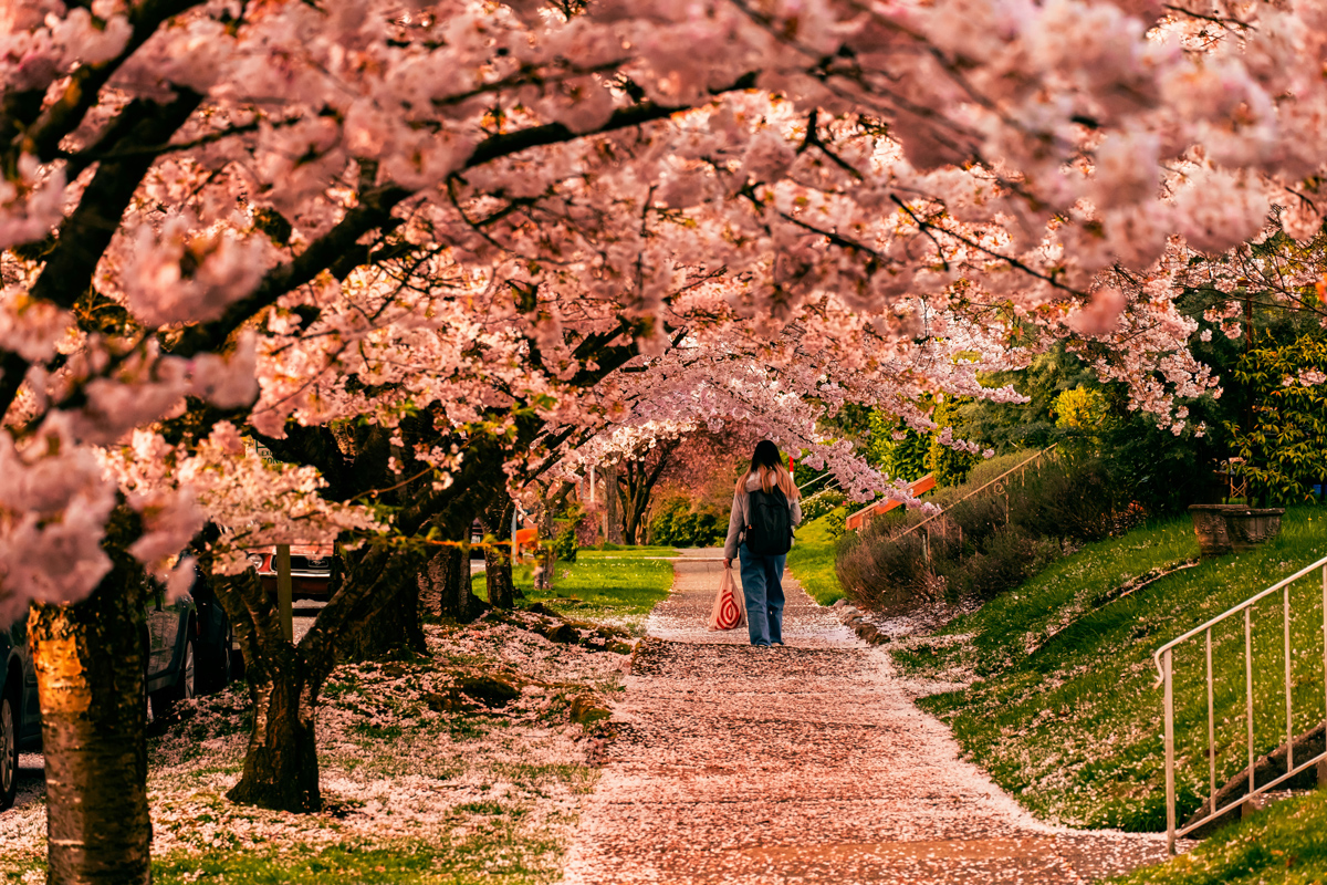 Sakura: significado das flores de cerejeira no Japão