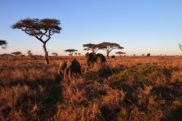 Elefantes na paisagem africana em parque Kruger.