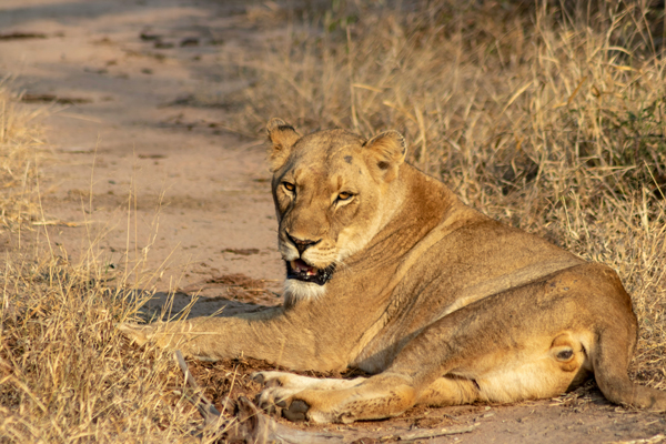 Leoa deitada no chão, descansando, vista comum de quem faz safari na África.