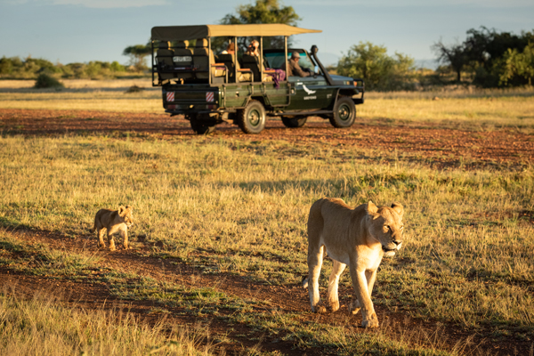 Leoa e filhotes avistados durante safari na África.