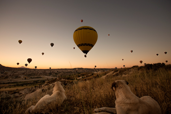 Dois cachorros deitados observando balões na Capadócia durante o amanhecer.