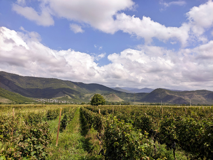 Campo de uvas, destinos de enoturismo
