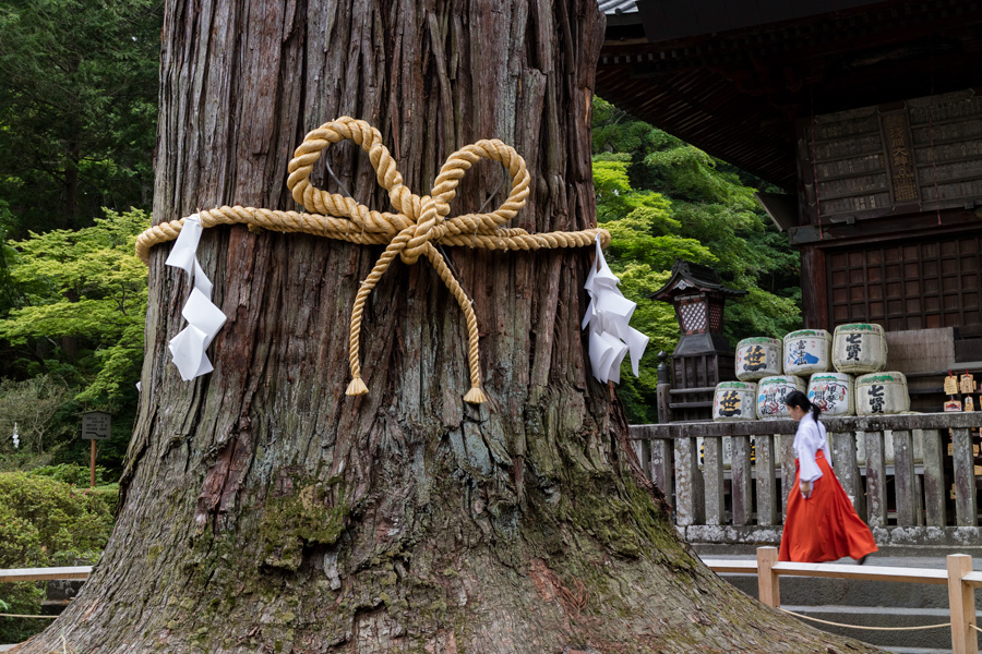 Cedro sagrado com corda ritual no Santuário Kitaguchi-hongu Fuji Sengen