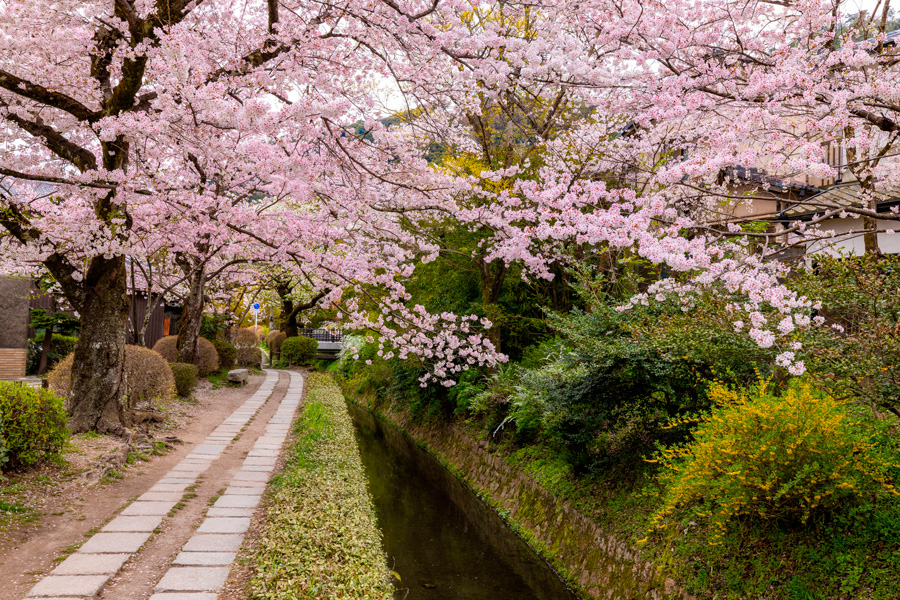 Caminho do Filósofo cercado por cerejeiras floridas em Kyoto