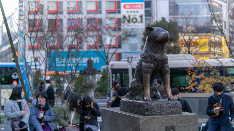 Estátua de Hachiko em Shibuya, Tóquio, cercada por visitantes